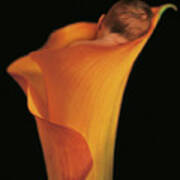 Jacob In A Calla Lily Poster