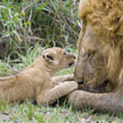 African Lion Cub Playing With Adult #3 Poster