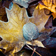 Autumn Leaves Frozen Artmif.lv #3 Poster