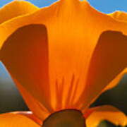 Californian Poppies #3 Poster