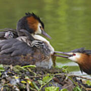 Great Crested Grebes Feeding Chick #3 Poster