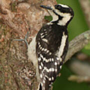 Hairy Woodpecker #3 Poster