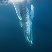 Humpback Whale #3 Poster