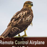 Juvenile Red-tailed Hawk #3 Poster