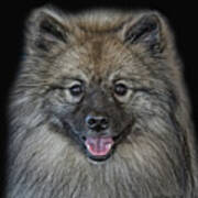 Keeshond #3 Poster