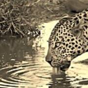 Lapping Leopard  #3 Poster