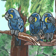 3 Macaws Poster