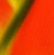Photograph Of A Lobster Claws Heliconia #3 Poster
