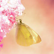 Pieris Brassicae, The Large White, Also Called Cabbage Butterfly #3 Poster