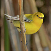 Prothonotary Warbler #3 Poster
