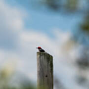 Red-headed Woodpecker Poster