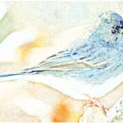 Slate-colored Junco, Snowbird, Male, Animal Portrait #3 Poster