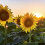 Sunflower Sunset #3 Poster