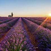 Sunrise In Valensole #3 Poster
