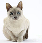 Tonkinese Cat #3 Poster