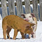 Two Piglets Playing #3 Poster