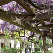 Wisteria Arbor #3 Poster