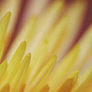 Yellow Mum Petals #3 Poster