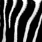 Zebra Stripes #3 Poster