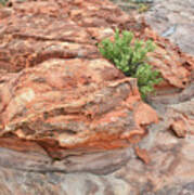 Colorful Sandstone In Valley Of Fire #32 Poster