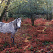 New Forest - England #33 Poster