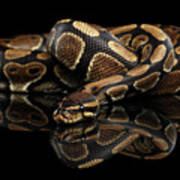 Ball Or Royal Python Snake On Isolated Black Background #4 Poster