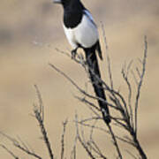 Black-billed Magpie #4 Poster