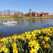 Daffodils Beside The Thames At Hampton Court London Uk #5 Poster