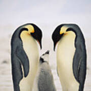 Emperor Penguin Family Poster