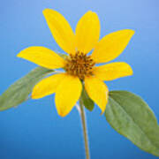 Happy Sunflowers Helianthus  #4 Poster
