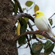 Leucistic American Goldfinch #5 Poster