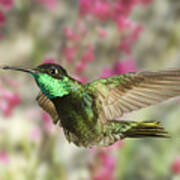 Magnificent Hummingbird #4 Poster