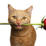 Portrait Of Ginger Cat Brought Rose As A Gift Poster
