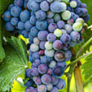 Red Wine Grapes #4 Poster