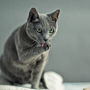 Russian Blue Poster