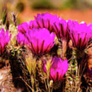 Sedona Cactus Flower Poster