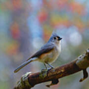 Tufted Titmouse #4 Poster
