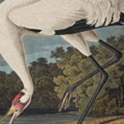 Whooping Crane Poster
