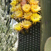 Yellow Cactus Flowers #4 Poster