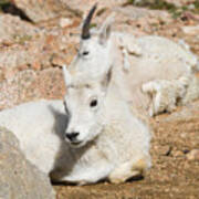 Baby Mountain Goats On Mount Evans #5 Poster