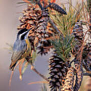 Black-capped Chickadee #5 Poster