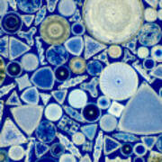 Diatoms #5 Poster