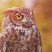 Great Horned Owl  #5 Poster