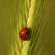 Ladybug #5 Poster