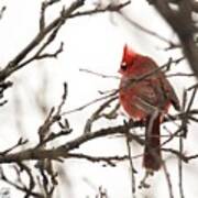 Male Northern Cardinal In Winter #5 Poster