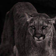 Mountain Lion  #5 Poster