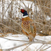 Ring Necked Pheasant #5 Poster