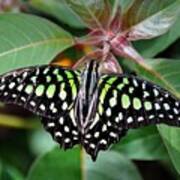 Tailed Jay #7 Poster