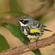 Yellow-rumped Warbler #5 Poster