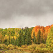 Colorado Fall Foliage 1 Poster